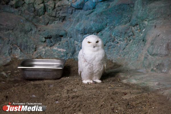 Екатеринбургский зоопарк встречает свое 90-летие без посетителей и с финансовыми проблемами - Фото 6