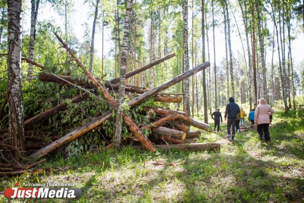 В Екатеринбурге высадили «Лес Победы» на территории, где деревья пострадали от «черных лесорубов» - Фото 8