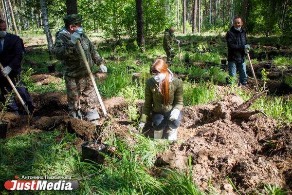 В Екатеринбурге высадили «Лес Победы» на территории, где деревья пострадали от «черных лесорубов» - Фото 10