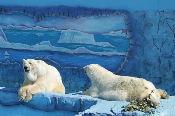 В Екатеринбургском зоопарке показали, как звери переживают жару - Фото 2