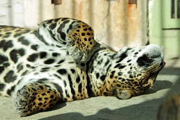 В Екатеринбургском зоопарке показали, как звери переживают жару - Фото 3