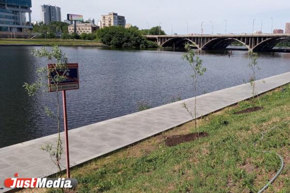 На набережной Городского пруда возле Макаровского моста ЖК «Макаровский» высадили уральские плакучие ивы - Фото 2