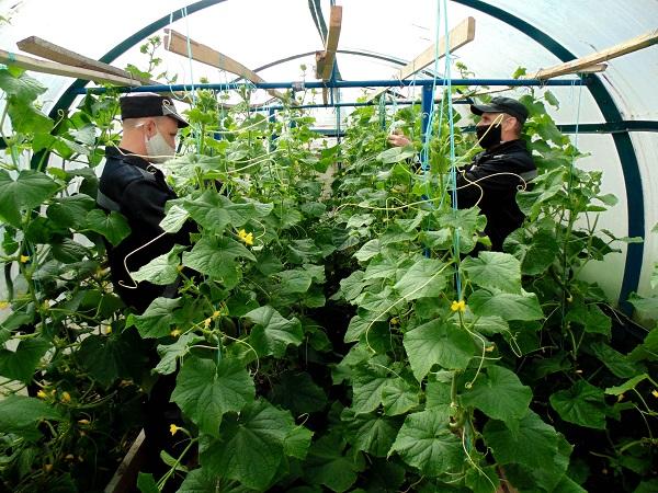 В ИК-26 осужденные выращивают огромные огурцы сорта «Настоящий полковник» - Фото 2