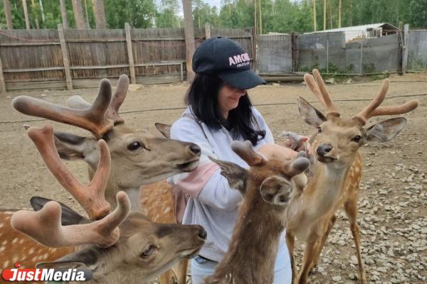 Курумник в окрестностях Екатеринбурга, водопад и оленье царство. Лучшие маршруты для походов и красочных фото. JUSTTRIP - Фото 5