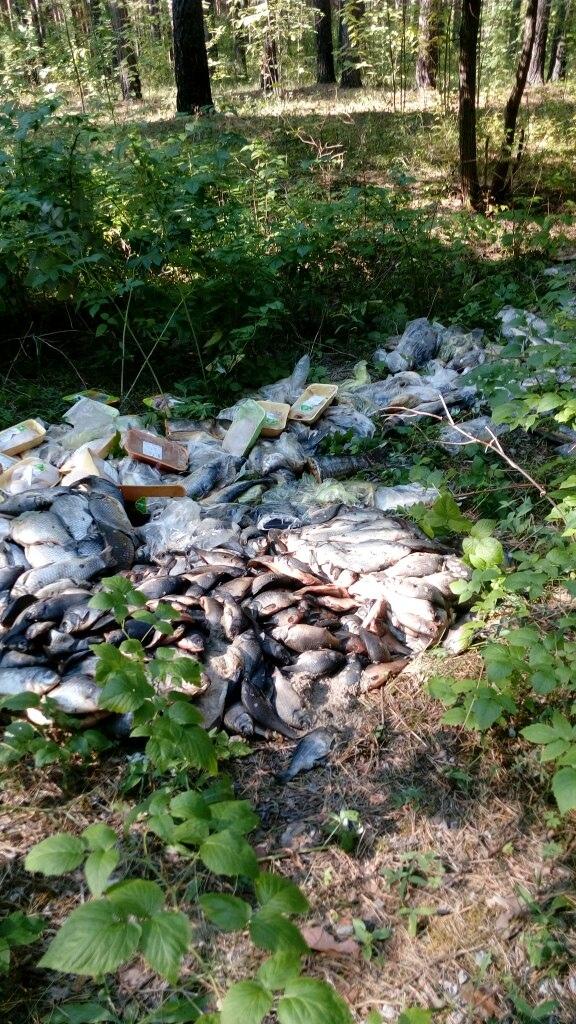 В Каменске-Уральском неизвестные выбросили в лесу сырую рыбу и куриные полуфабрикаты - Фото 2