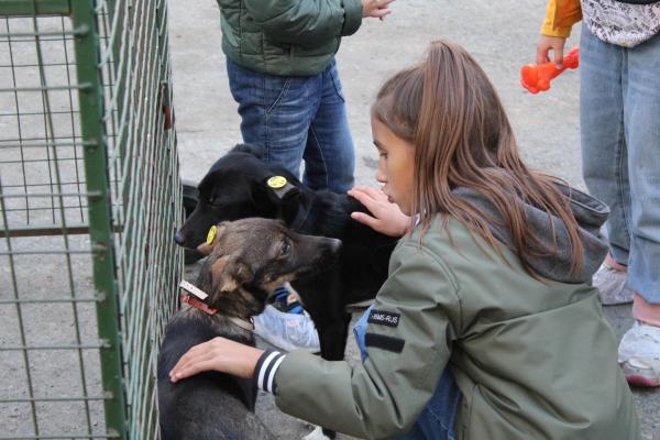 92 собаки из приюта для животных ЕМУП «Спецавтобаза» обрели новых владельцев - Фото 2