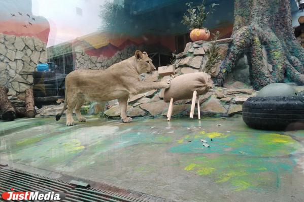 Мишкам – ледяной торт, львам – оленя и тыкву. Животные получают подарки в честь 90-летнего юбилея Екатеринбургского зоопарка  - Фото 8