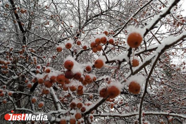 Социальные сети екатеринбуржцев наполнились снежными фотографиями - Фото 4