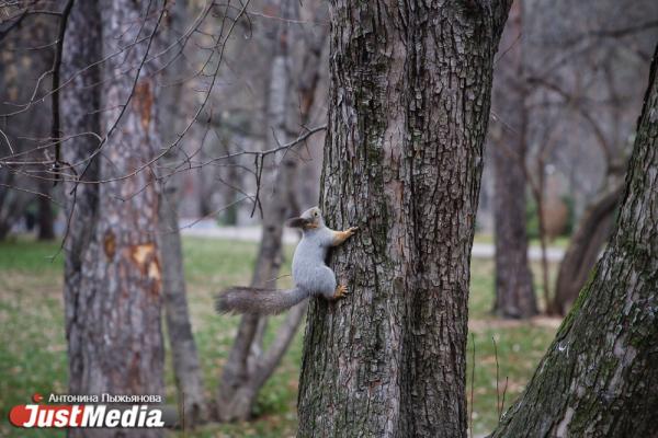 Птичий помет, краденый газон и поваленный фонарь. Какие замечания экологи вынесли подрядчику в Зеленой роще - Фото 14