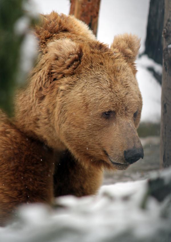 В Екатеринбургском зоопарке медведи ложатся в спячку - Фото 2