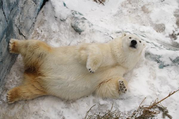 В Екатеринбургском зоопарке медведи ложатся в спячку - Фото 4