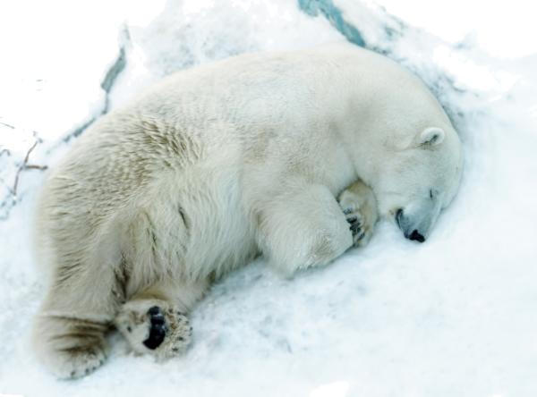 В Екатеринбургском зоопарке медведи ложатся в спячку - Фото 6