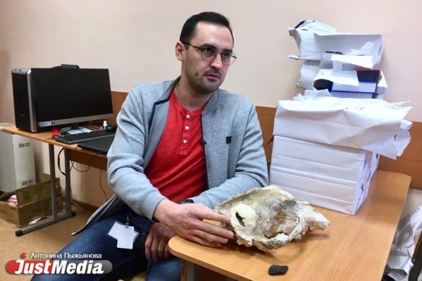 Исследователи УрФУ раскрыли убийство малого пещерного медведя, свершенное 35 тысяч лет назад - Фото 2