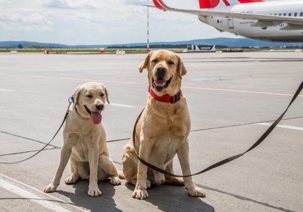 В аэропорту Кольцово появились две новые служебные собаки – лабрадор и бордер-колли  - Фото 2