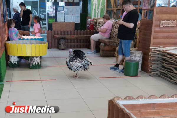 Вся правда о жизни животных в контактных зоопарках Екатеринбурга. Агрессивные гуси, затисканный енот и козы без воды - Фото 3