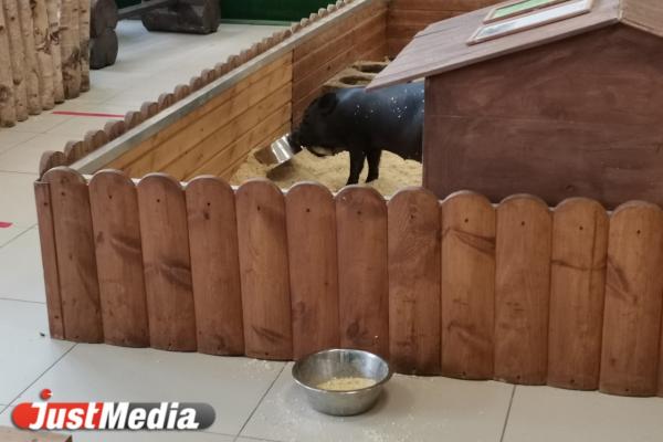 Вся правда о жизни животных в контактных зоопарках Екатеринбурга. Агрессивные гуси, затисканный енот и козы без воды - Фото 4