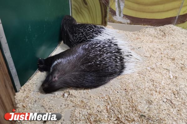 Вся правда о жизни животных в контактных зоопарках Екатеринбурга. Агрессивные гуси, затисканный енот и козы без воды - Фото 11