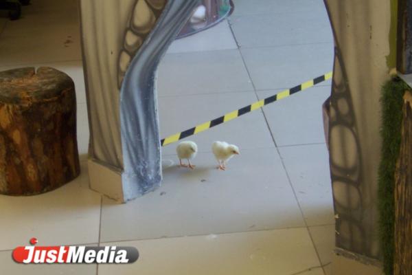 Вся правда о жизни животных в контактных зоопарках Екатеринбурга. Агрессивные гуси, затисканный енот и козы без воды - Фото 17