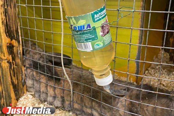 Вся правда о жизни животных в контактных зоопарках Екатеринбурга. Агрессивные гуси, затисканный енот и козы без воды - Фото 20