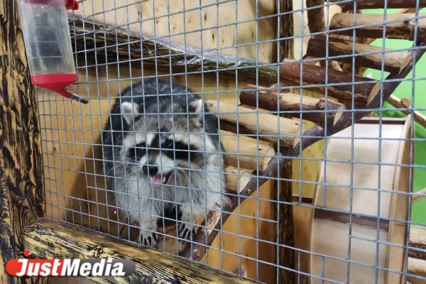 Вся правда о жизни животных в контактных зоопарках Екатеринбурга. Агрессивные гуси, затисканный енот и козы без воды - Фото 23