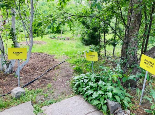 «Мирные жители» предлагают изменить план застройки «Екатеринбург-Сити», сохранить дуб-старожил и создать парк в центре города - Фото 4