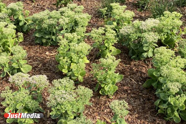 Тропа любви, тайный сад, и лечебные травы для души. Гайд по самым эстетичным зеленым зонам Екатеринбурга - Фото 2