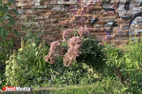 Тропа любви, тайный сад, и лечебные травы для души. Гайд по самым эстетичным зеленым зонам Екатеринбурга - Фото 11