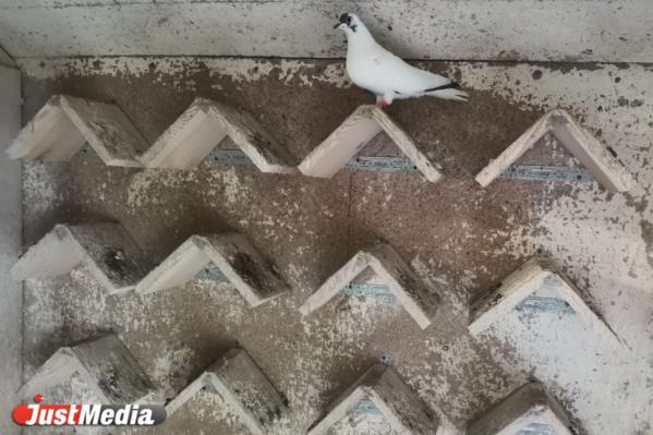 Репортаж из голубятни на улице Бажова. Знакомимся с трудностями и прелестями содержания голубей в 21 веке - Фото 3