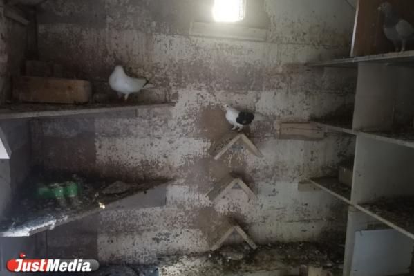 Репортаж из голубятни на улице Бажова. Знакомимся с трудностями и прелестями содержания голубей в 21 веке - Фото 5