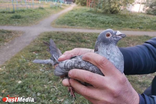 Репортаж из голубятни на улице Бажова. Знакомимся с трудностями и прелестями содержания голубей в 21 веке - Фото 9