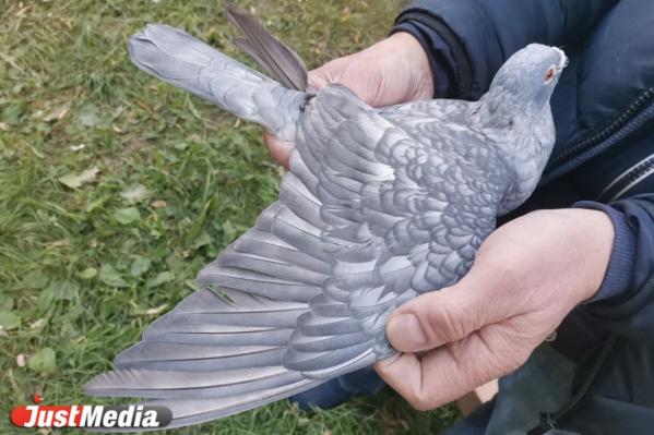 Репортаж из голубятни на улице Бажова. Знакомимся с трудностями и прелестями содержания голубей в 21 веке - Фото 10