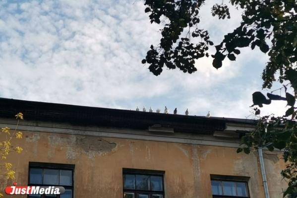 Репортаж из голубятни на улице Бажова. Знакомимся с трудностями и прелестями содержания голубей в 21 веке - Фото 14