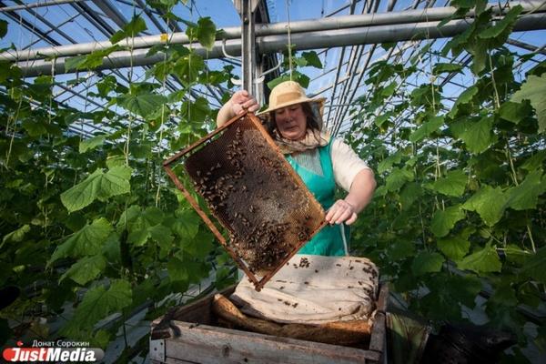 В Свердловской области массово погибли пчелы  - Фото 2