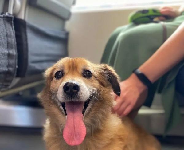 Десятки тысяч домашних питомцев перевезли электрички на СвЖД с начала года - Фото 2