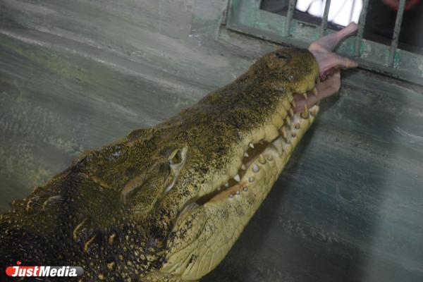 Что ест на завтрак крокодил, как погладить кенгуренка и где медведица Айна - Фото 5