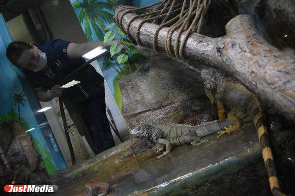 Что ест на завтрак крокодил, как погладить кенгуренка и где медведица Айна - Фото 8