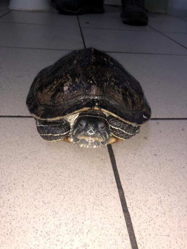 В Екатеринбурге в мусорном пакете нашли живую черепаху - Фото 2