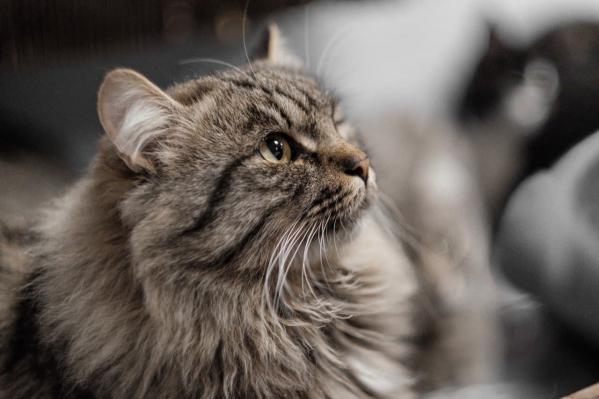 Екатеринбургские волонтеры рассказали, что стало со спасенными 55 кошками из квартиры на ВИЗе - Фото 6