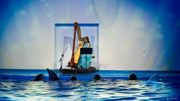 В Екатеринбурге полярные киты и дельфины стали гостями арфового концерта Баха  - Фото 7