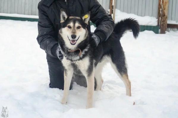 Муниципальный приют в Екатеринбурге переполнен животными - Фото 2