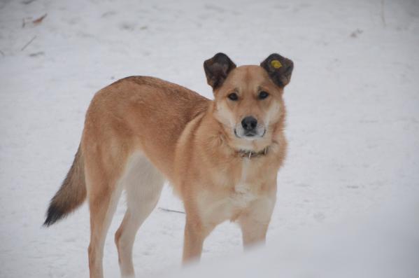 Муниципальный приют в Екатеринбурге переполнен животными - Фото 3