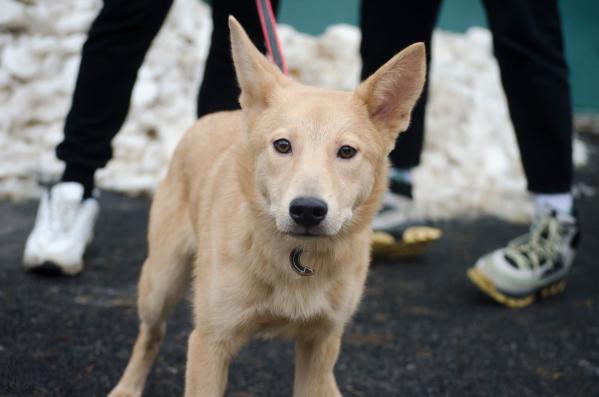 Муниципальный приют в Екатеринбурге переполнен животными - Фото 4