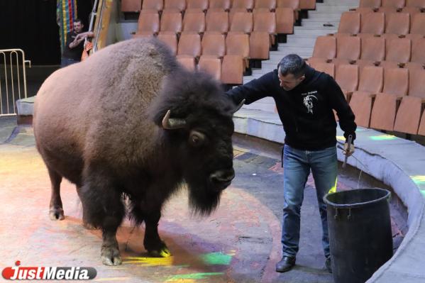 Иван Дефорж, дрессировщик: «Лето, скорее приходи!» В Екатеринбурге +15 градусов - Фото 3