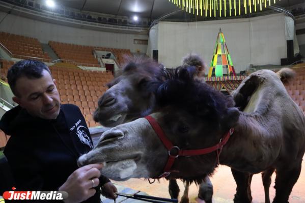 Иван Дефорж, дрессировщик: «Лето, скорее приходи!» В Екатеринбурге +15 градусов - Фото 5