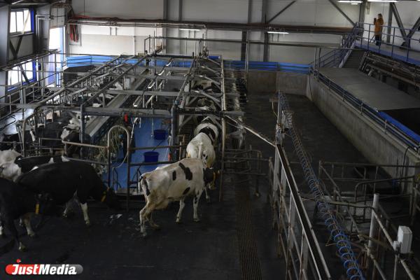 Под Верхней Пышмой создают безотходную молочную ферму - Фото 2