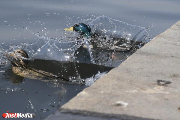 Уточки: «Кря-кря-кря». В Екатеринбурге +19 градусов - Фото 2