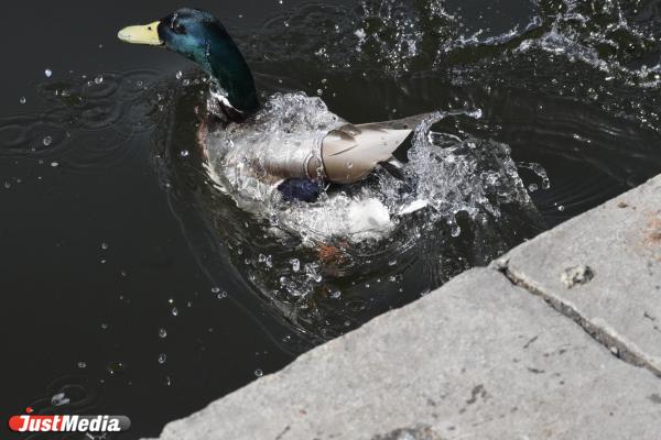 Уточки: «Кря-кря-кря». В Екатеринбурге +19 градусов - Фото 5