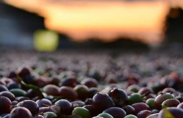 Что такое Specialty кофе - Фото 2