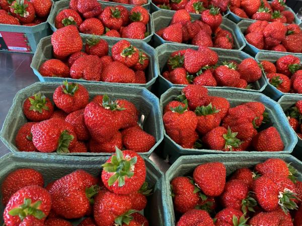 В Свердловской области начнут выращивать клубнику круглый год - Фото 2