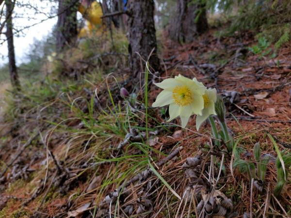 Отправляемся на «Орлане» в релакс-путешествие по «Оленьим ручьям» - Фото 10